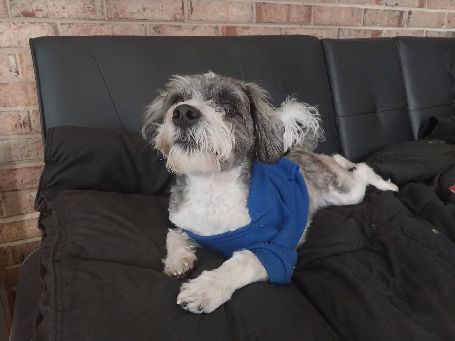 Dog enjoying outdoor time